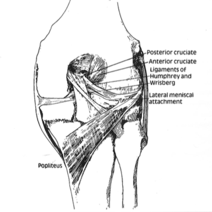 Posterior Cruciate Ligament - ProScan Education