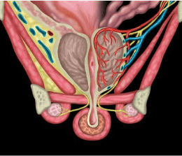 Prostate MRI Cases